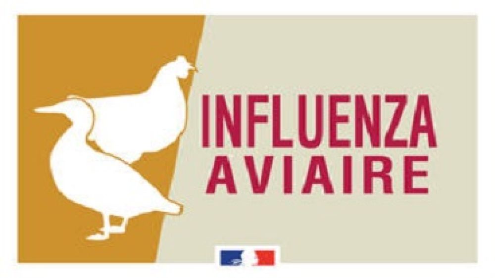 Influenza aviaire