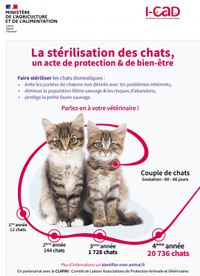 Strilisation des chats