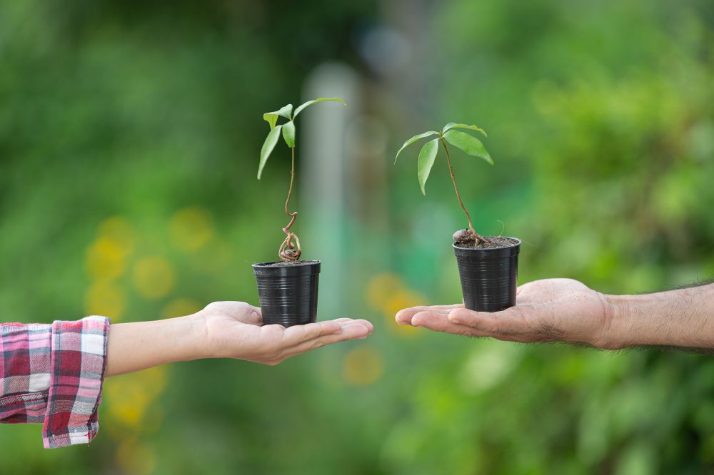 Appel aux dons de plants